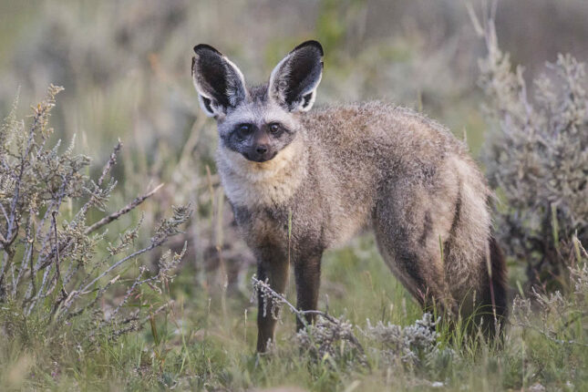 Bat-Eared Fox - The World's Top Cutest Animals