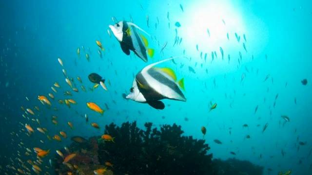 Bazaruto Archipelago, Mozambique - World's Best Places for Scuba Diving