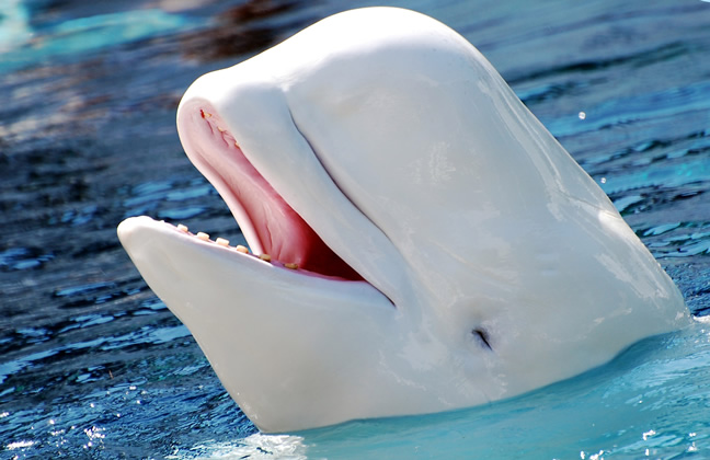 Beluga Whale -Top World’s Cutest Animals
