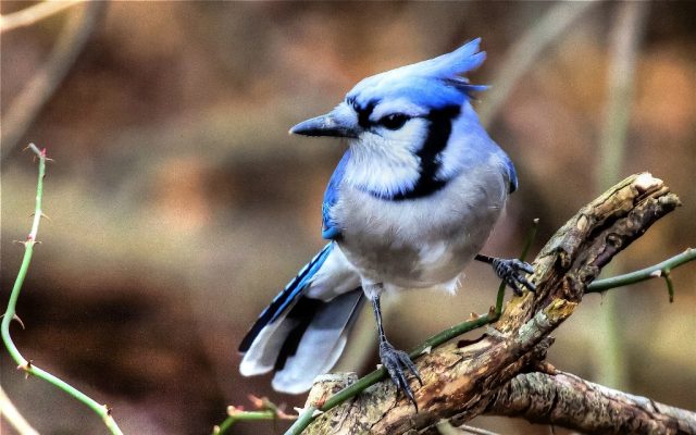 Blue Jay - The World’s Rarest And Most Beautiful Birds