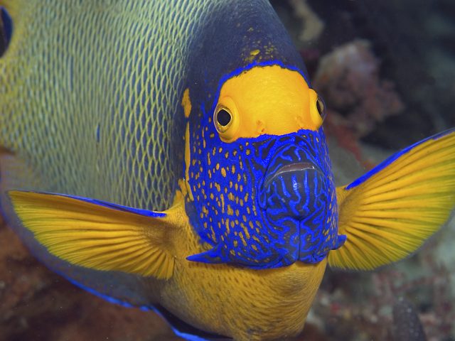 Blueface Angelfish - Top World’s Most Beautiful Fish