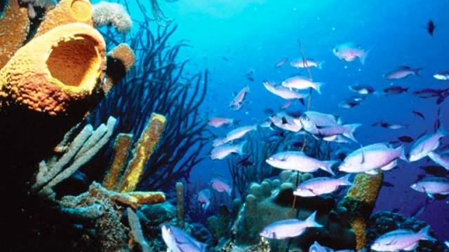 Bonaire, Netherlands Antilles - World's Best Places for Scuba Diving