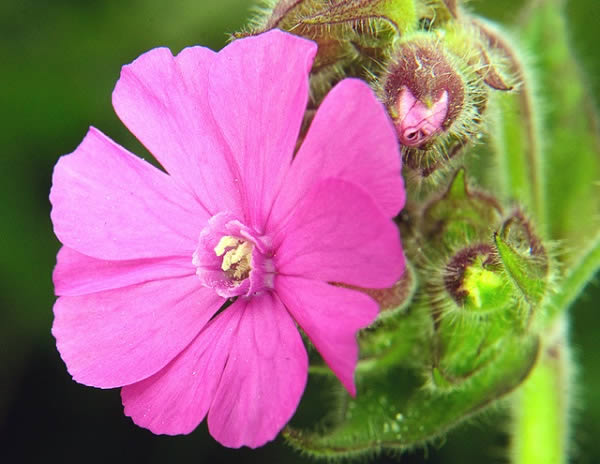 Campion (Silene tomentosa) - Rarest Flowers Across The World