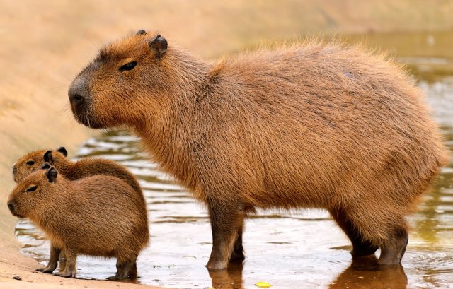 Capybara -Top World’s Cutest Animals