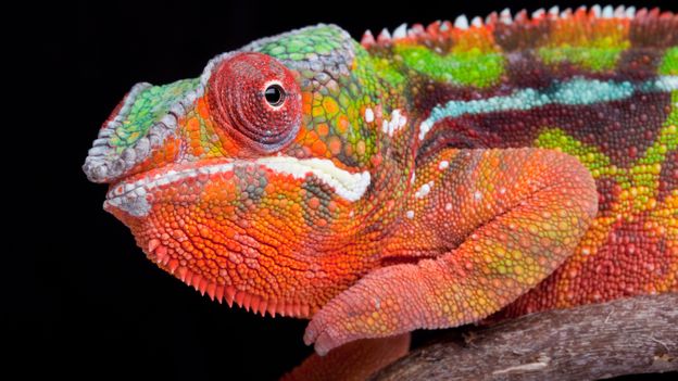 Chameleon -Top World’s Cutest Animals
