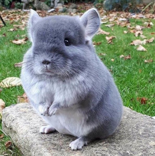 Chinchilla -Top World’s Cutest Animals