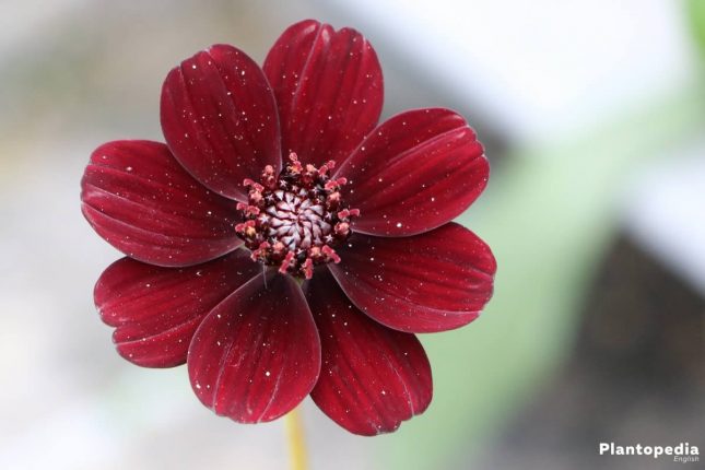 Chocolate Cosmos (Cosmos atrosanguineus) - Rarest Flowers Across The World