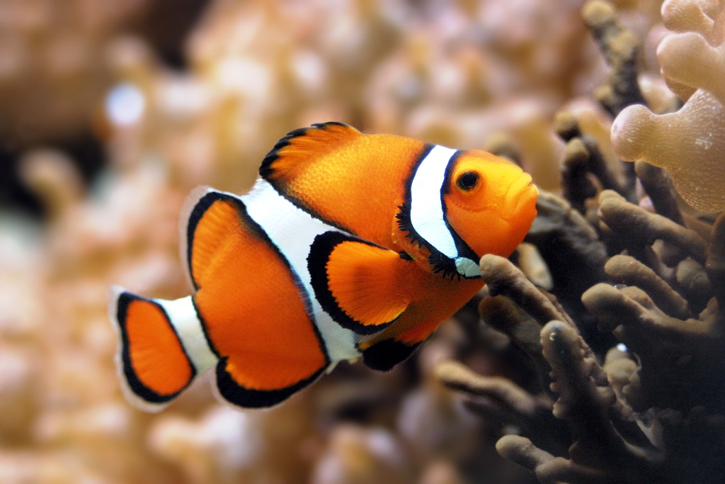 Clownfish - Top World’s Most Beautiful Fish