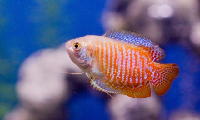 Dwarf Gourami - Top World’s Most Beautiful Fish