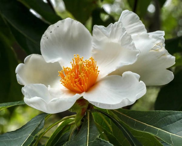 Franklin Tree (Franklinia Alatamaha) - Rarest Flowers Across The World