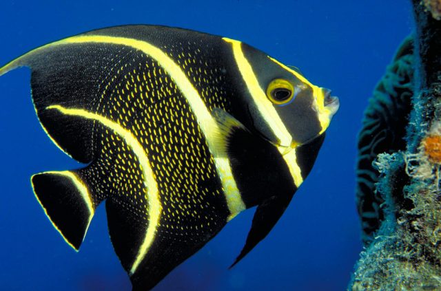 French Angelfish - Top World’s Most Beautiful Fish