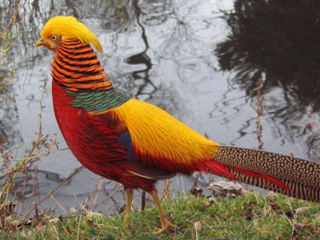 Golden Pheasant - The World’s Rarest And Most Beautiful Birds