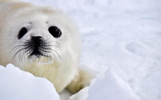 Harp Seal -Top World’s Cutest Animals