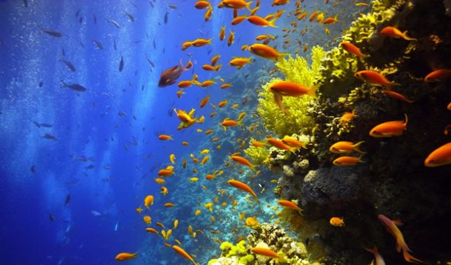 Jackson Reef, Straits of Tiran, Red Sea, Egypt - World's Best Places for Scuba Diving