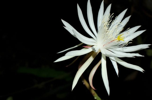 Kadupul Flower (Epiphyllum oxypetalum) - Rarest Flowers Across The World