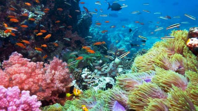 Kailua Kona, Hawaii - World's Best Places for Scuba Diving