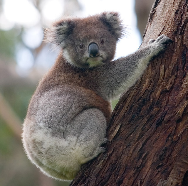 Koala -Top World’s Cutest Animals