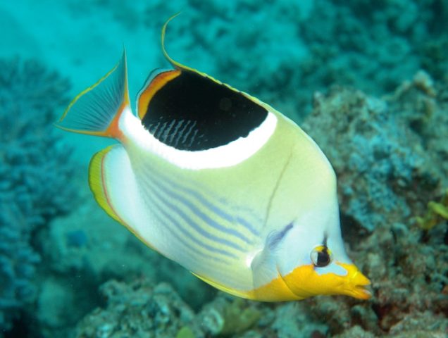 Lined Butterflyfish - Top World’s Most Beautiful Fish