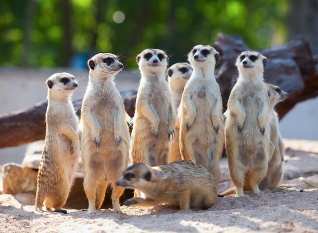 Meerkat -Top World’s Cutest Animals