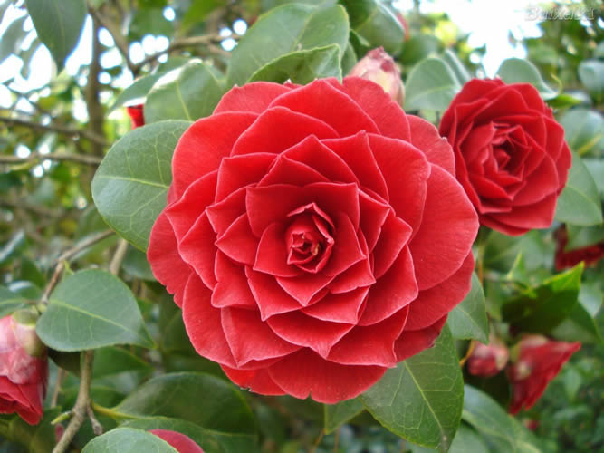 Middlemist Red (Middlemist Camellia) - Rarest Flowers Across The World