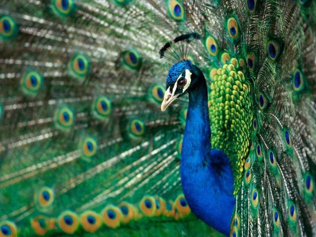 Peacock - The World’s Rarest And Most Beautiful Birds