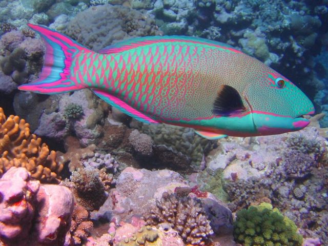 Rainbow Parrot Fish - Top World’s Most Beautiful Fish