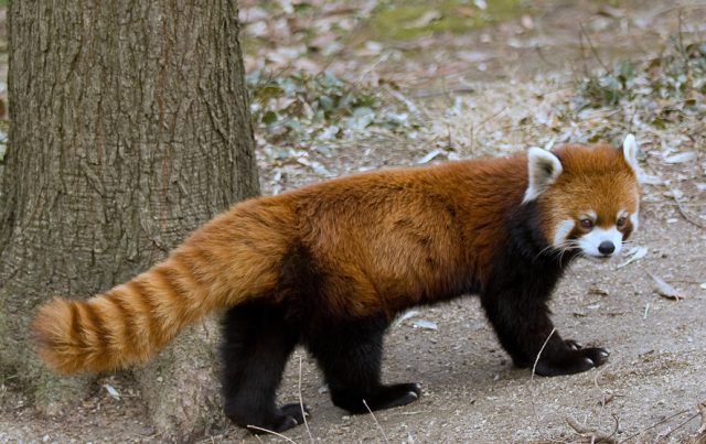 Red Panda -Top World’s Cutest Animals