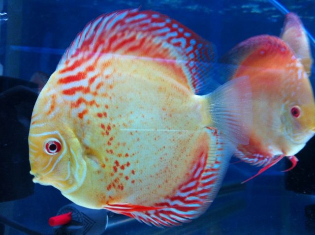 Snakeskin Discus - Top World’s Most Beautiful Fish