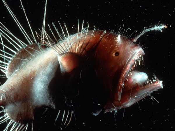 The Anglerfish - The World’s Strangest Fish