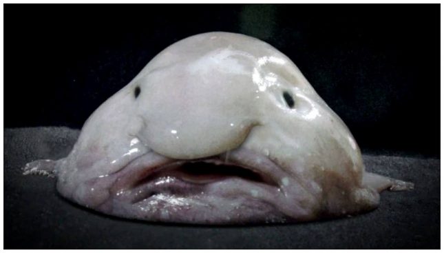 The Blobfish - The World’s Strangest Fish
