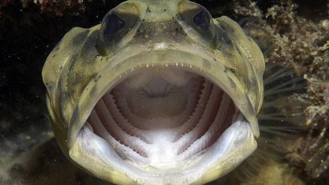 The Jawfish - The World’s Strangest Fish