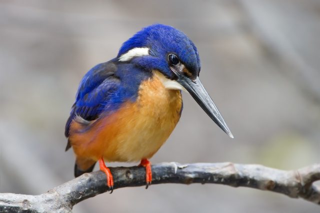 The Kingfisher - The World’s Rarest And Most Beautiful Birds