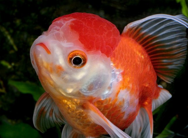 The Oranda Goldfish - The World’s Strangest Fish