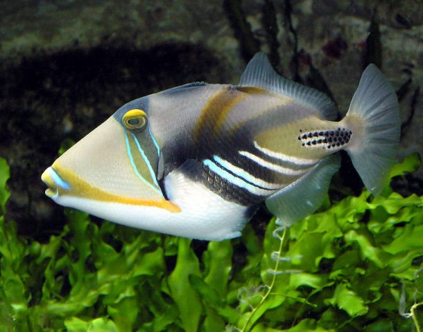 Trigger Fish - Top World’s Most Beautiful Fish