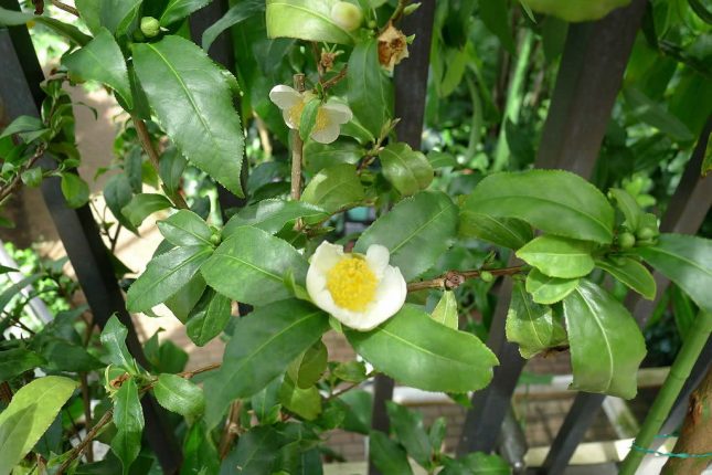 Tea plant (Camellia sinensis)