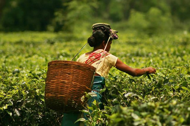 The Tea Production Process - Plucking Tea