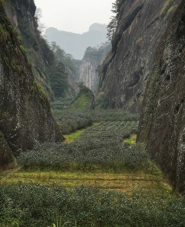 Wuyi tea plantation in Wuyi Mountains, Fujian, China - History of Tea in China