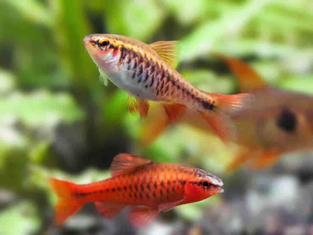 A male and female Cherry Barb Fish