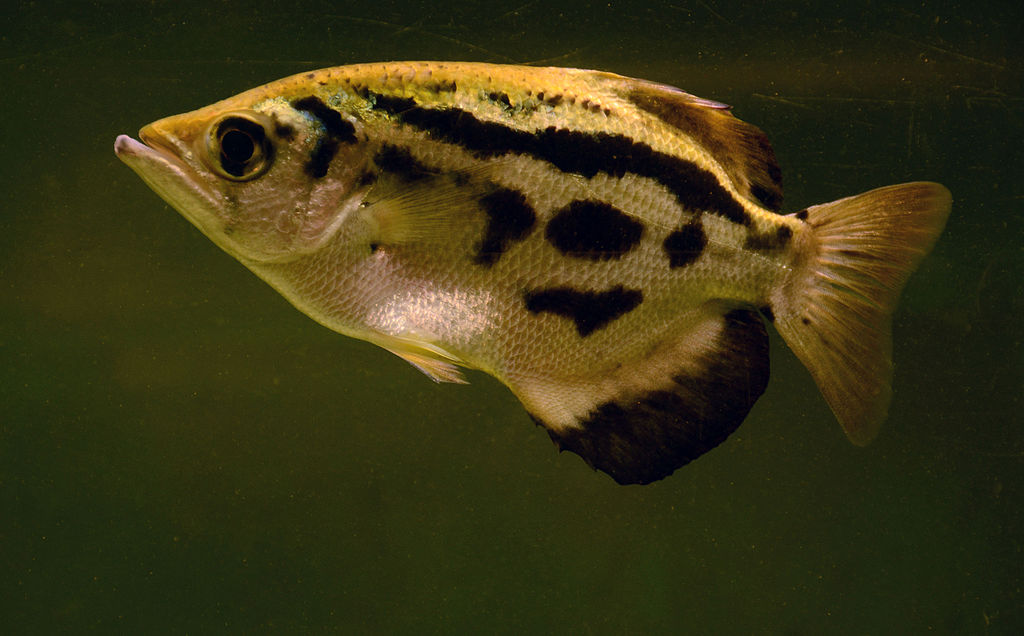Archerfish - Most Coolest & Exotic Aquarium Freshwater Fishes