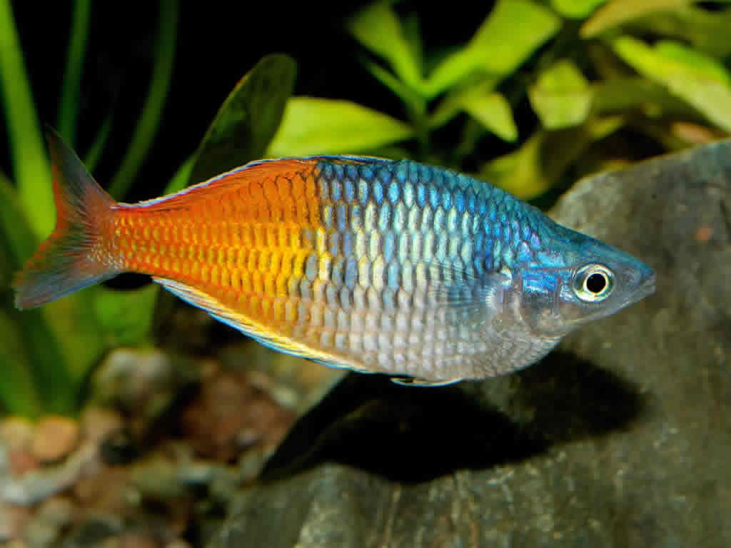 Boesemani Rainbow - Most Coolest & Exotic Aquarium Freshwater Fishes