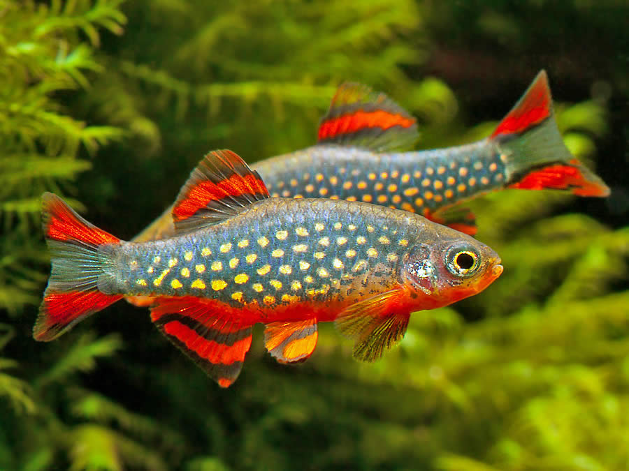 Celestial Pearl Danio (Danio margaritatus) - Exotic Aquarium Freshwater Fishes
