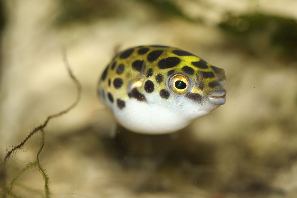 Dwarf Puffer Fish - Most Coolest & Exotic Aquarium Freshwater Fishes