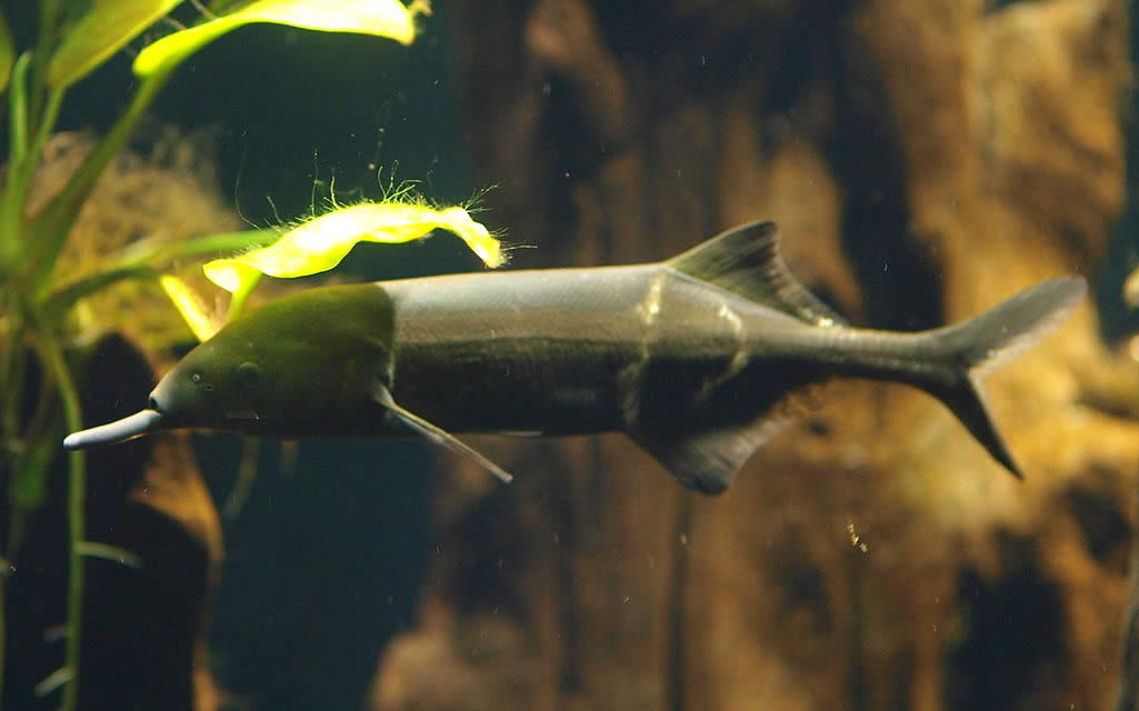 Elephantnose Fish - Most Coolest & Exotic Aquarium Freshwater Fishes