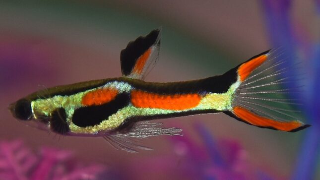 Endlers (Poecilia wingei) - Exotic Aquarium Freshwater Fishes