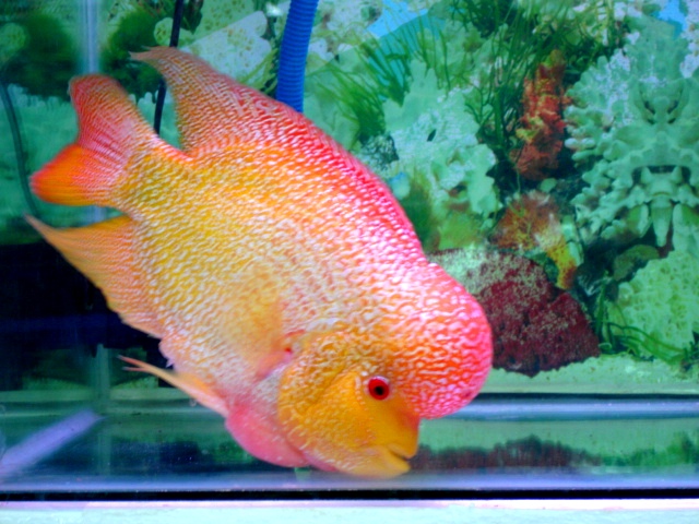 Golden Base type flowerhorn - Most Coolest & Exotic Aquarium Freshwater Fishes