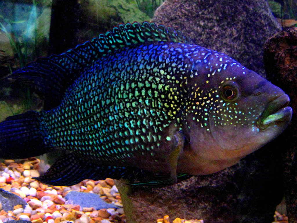 Jack Dempsey Cichlid - Exotic Aquarium Freshwater Fishes