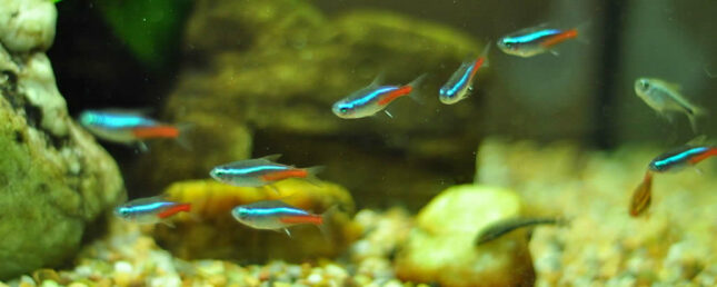 Neon Tetra (Paracheirodon innesi) - Most Coolest & Exotic Aquarium Freshwater Fishes