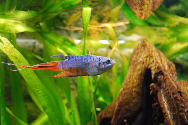 Paradise Fish (Macropodus opercularis) - Most Coolest & Exotic Aquarium Freshwater Fishes