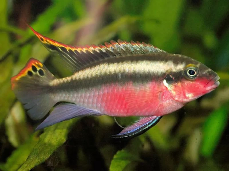 Rainbow Kribensis (Pelvicachromis pulcher) - Exotic Aquarium Freshwater Fishes