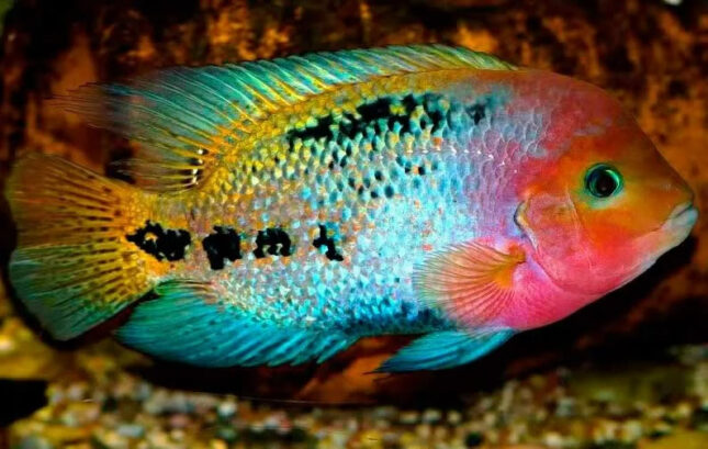 Redhead Cichlid (Vieja melanura) - Exotic Aquarium Freshwater Fishes